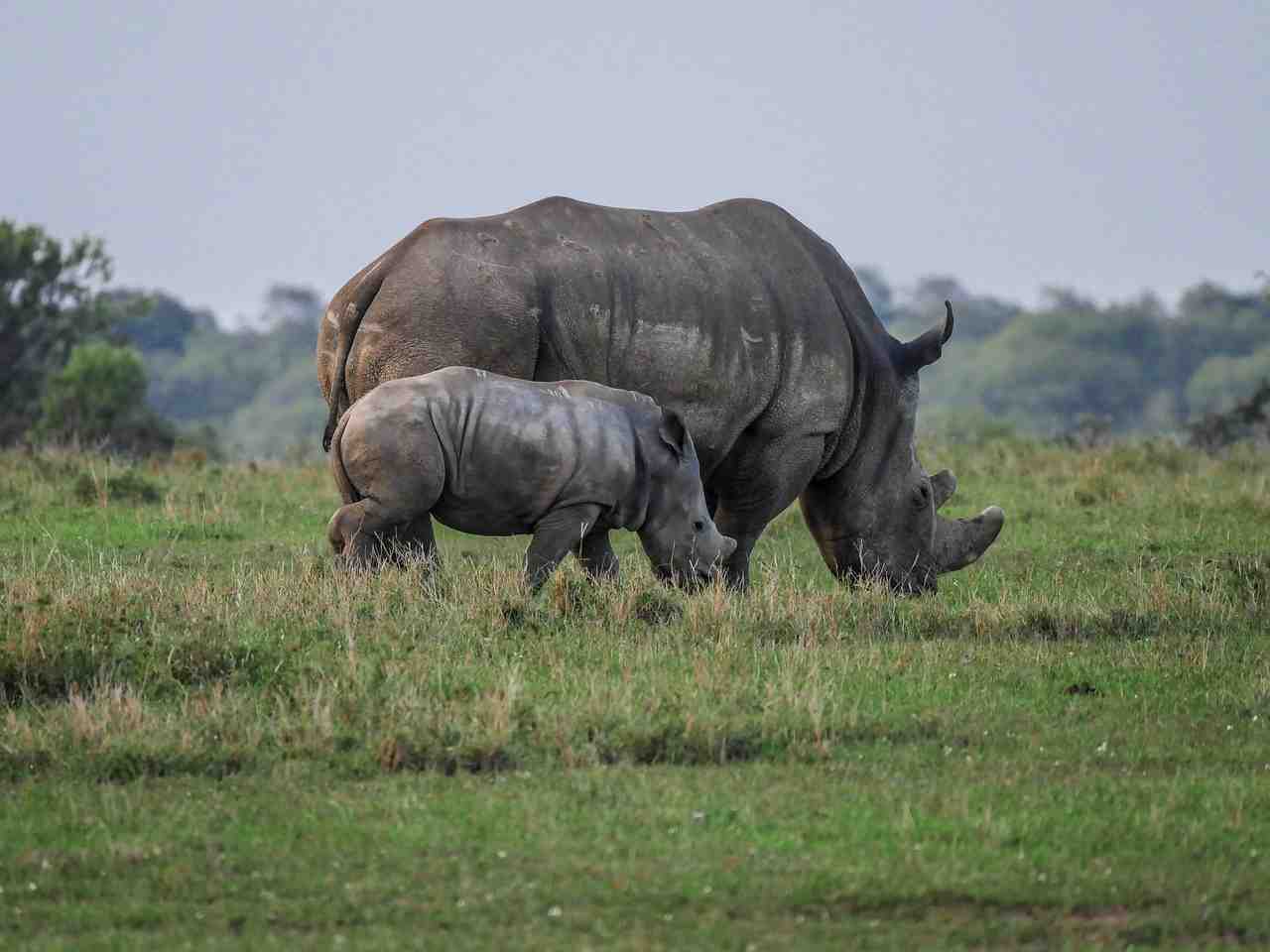 rhino, jeune animal, manger